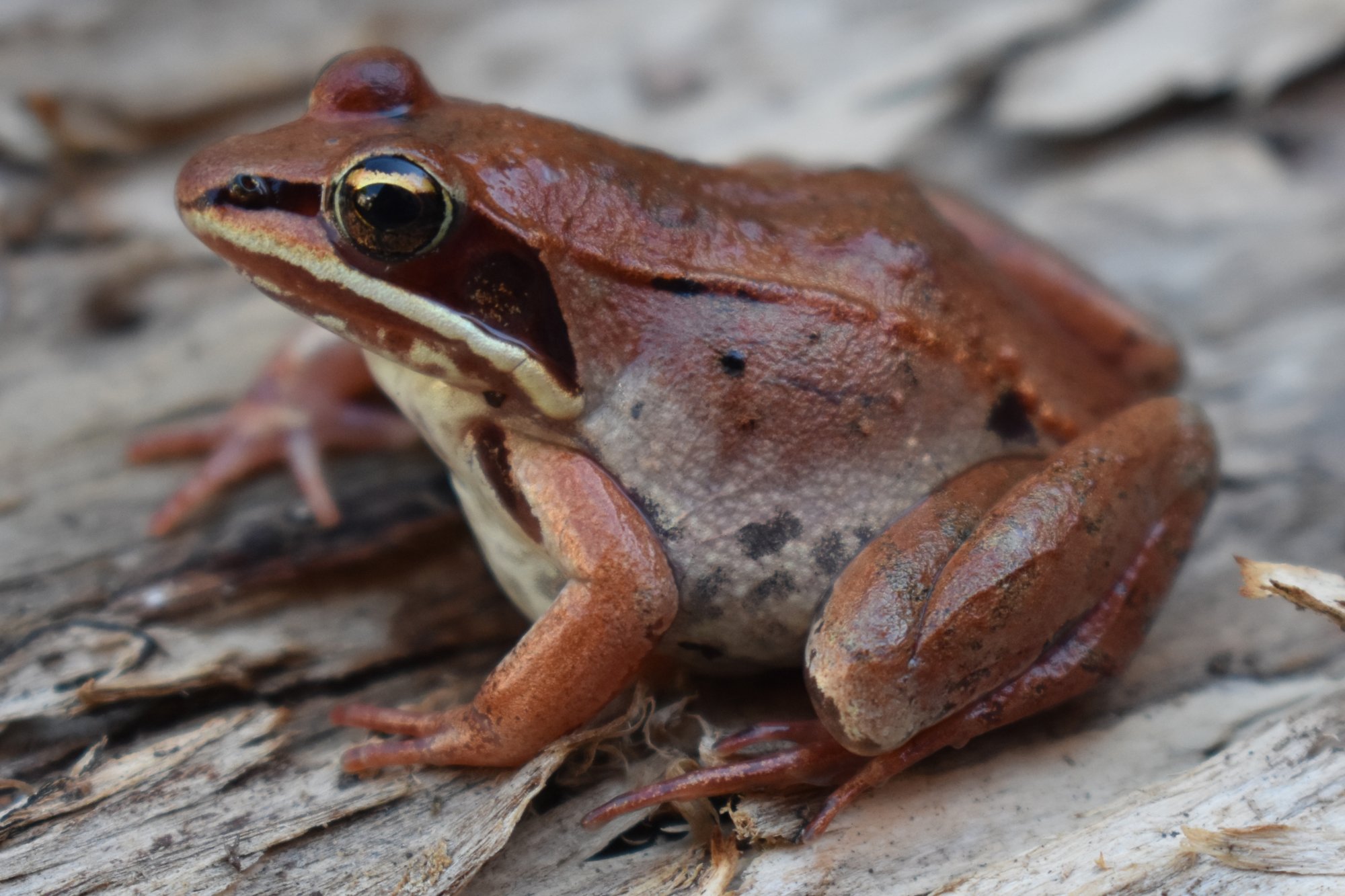 Wood Frog, NatureRules1 Wiki