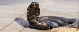 2720 reptiles