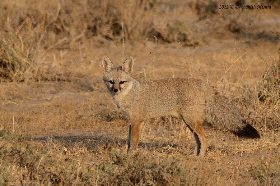 Bengal Fox