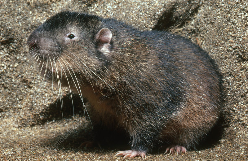 Mountain Beaver NatureRules1 Wiki Fandom