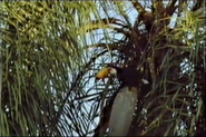 Drawn to the Wild (1992)