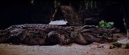Crocodile (1980)