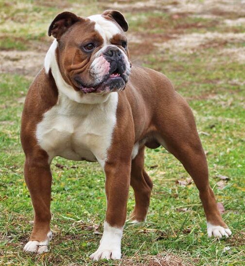 muscular english bulldogs