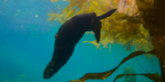 Our Oceans (2024)