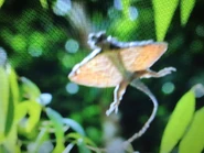 Paradise Islands (2017)