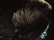 Really Wild Animals (1993-1998)