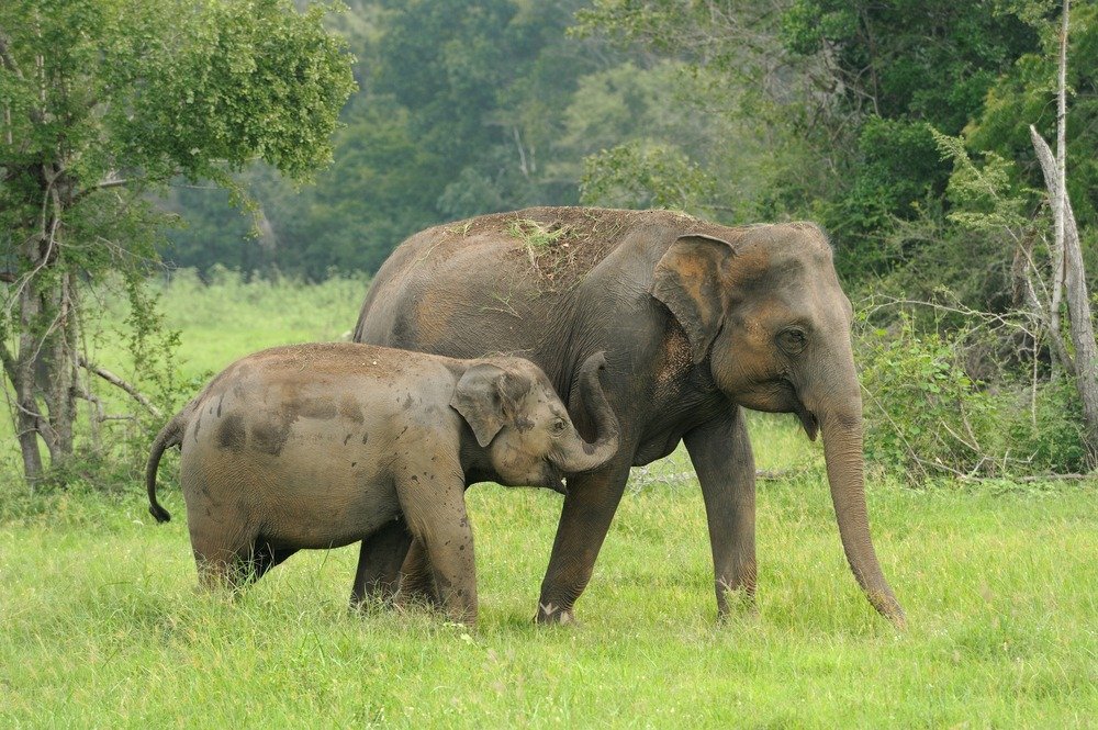 Sri Lankan Elephant | NatureRules1 Wiki | Fandom