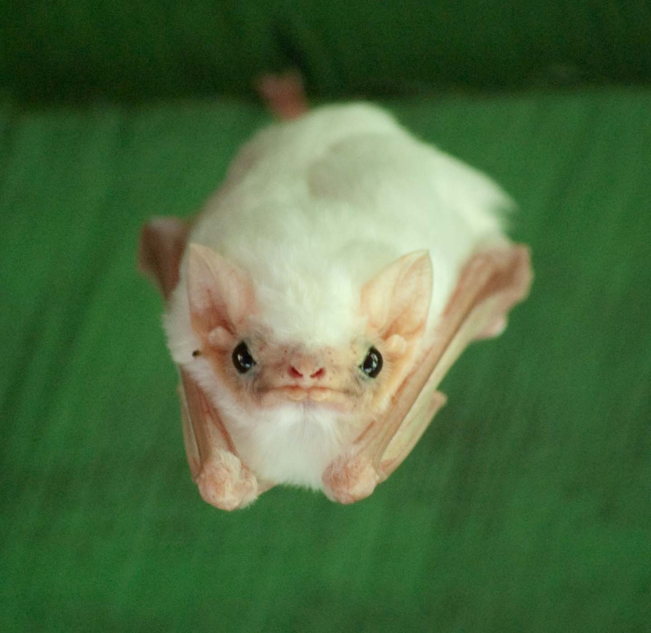Northern Ghost Bat NatureRules1 Wiki Fandom
