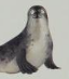 1000 Animals Harp Seal