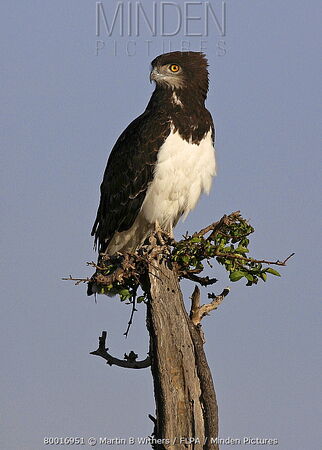 Black hawk-eagle - Wikipedia