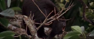 Anacondas: The Hunt for the Blood Orchid (2004)