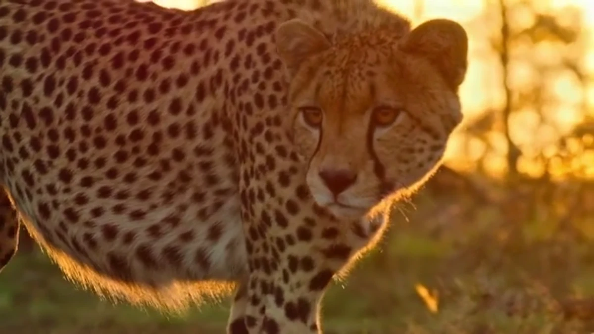 Absurd NatureRules1 Wiki Fandom