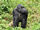 Eastern Gorilla