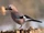 Eurasian Jay