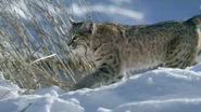 Snow Animals (2018)