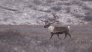 Alaska's Grizzly Gauntlet (2018)