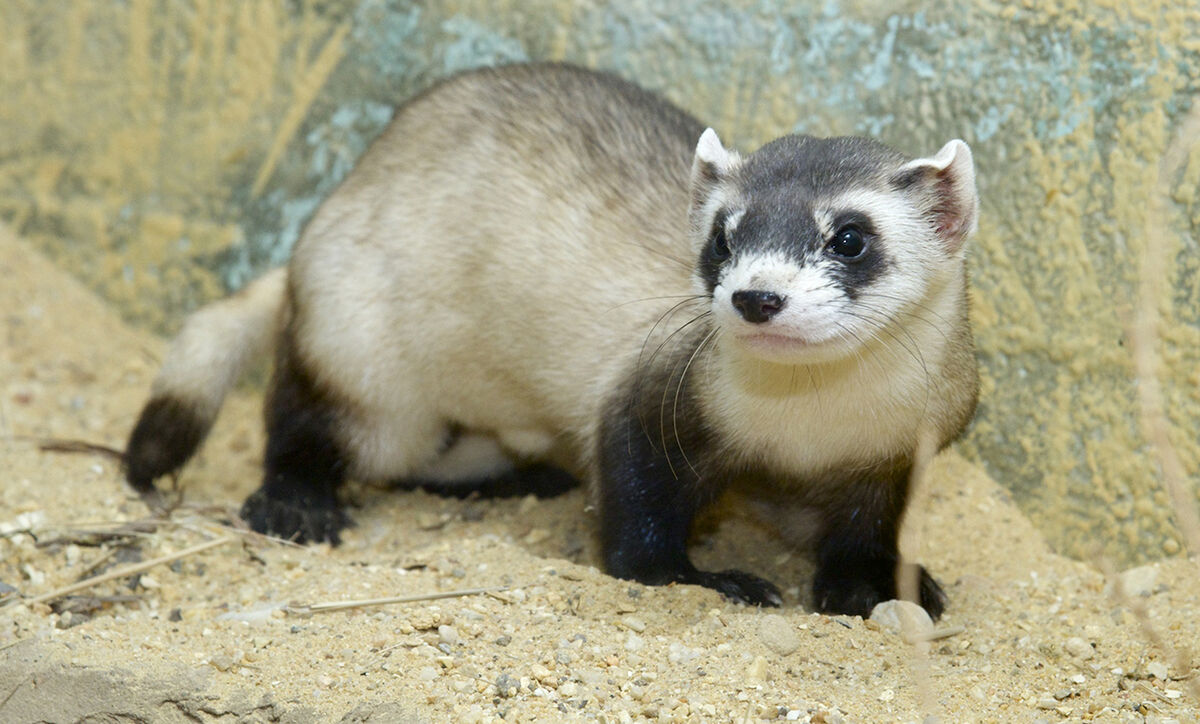 Black Footed Ferret Naturerules1 Wiki Fandom 4781