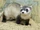 Black-footed Ferret