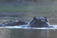 Botswana's Wild Kingdoms (2001)
