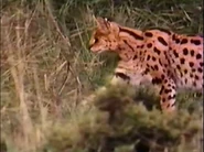 King Solomon's Mountains (1990)