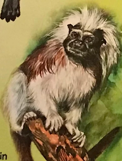 Cotton-top Tamarin | NatureRules1 Wiki | Fandom