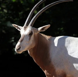 Scimitar oryx