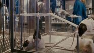 The Shaggy Dog (2006)