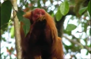 Uakari: Secrets of the English Monkey (2009)