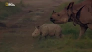 Wild 24 (2016)