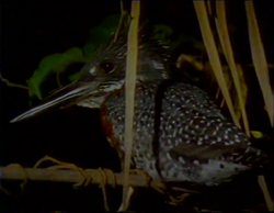 Belted Kingfisher, NatureRules1 Wiki