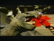 The Wonderous World of Weird Animals (1993)