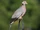 Band-tailed Pigeon