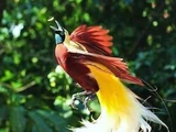 Greater Bird-of-paradise