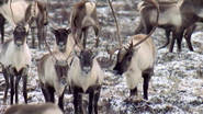 America's Greatest Animals (2011)
