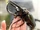 Atlas Beetle