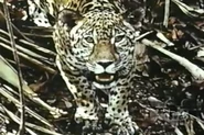 Chango: Guardian of the Mayan Treasure (1972)