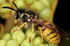Common-Wasp-1f67b66