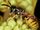 Common Wasp