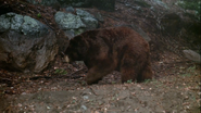 Cry Wilderness (1987)