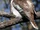 Laughing Kookaburra