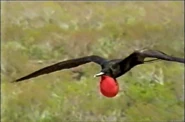Islands of the Vampire Birds (1998)