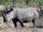 White Rhinoceros