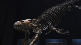 Sea Rex Pluridens
