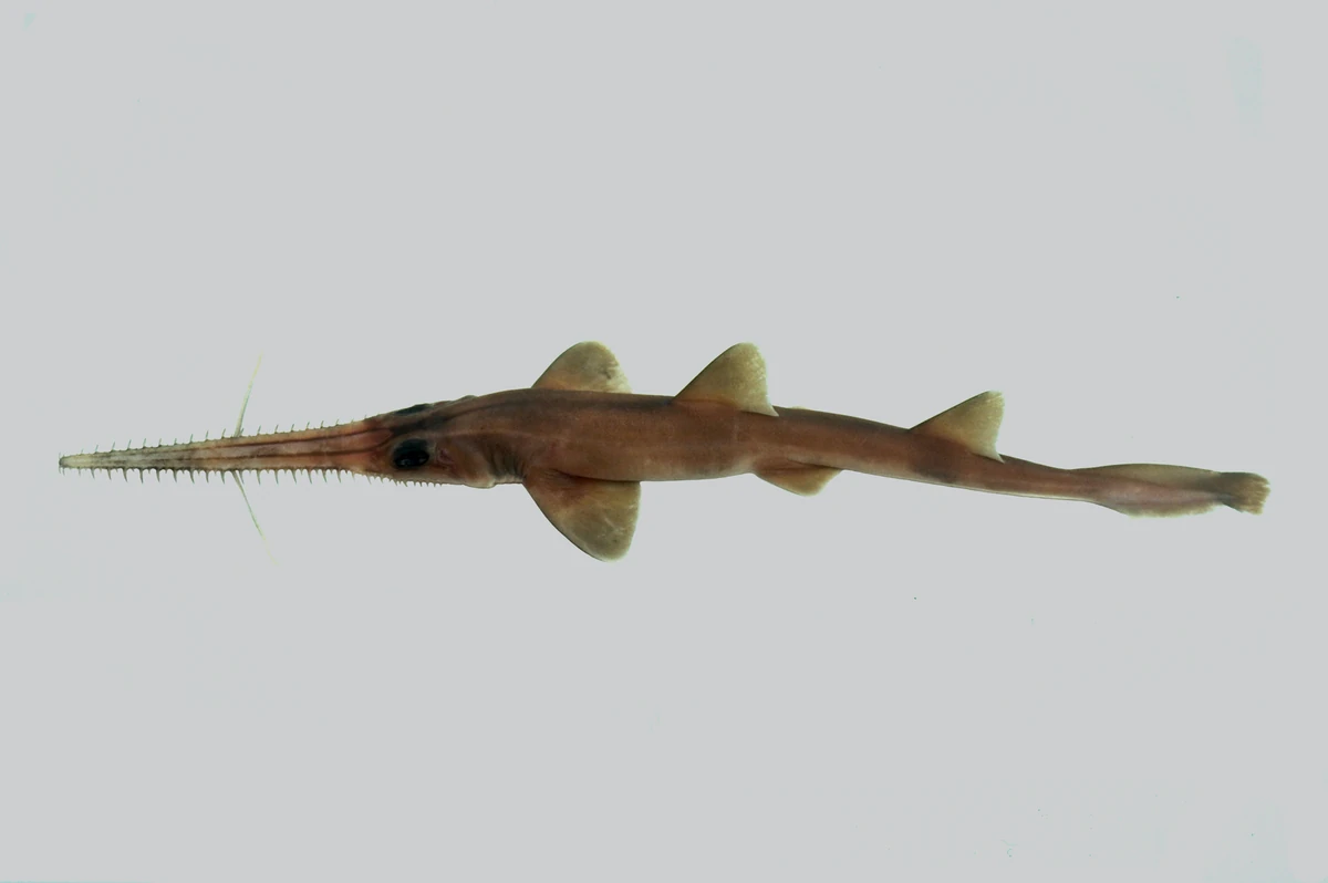 Tropical Sawshark NatureRules1 Wiki Fandom