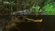 Wild Argentina (2017)