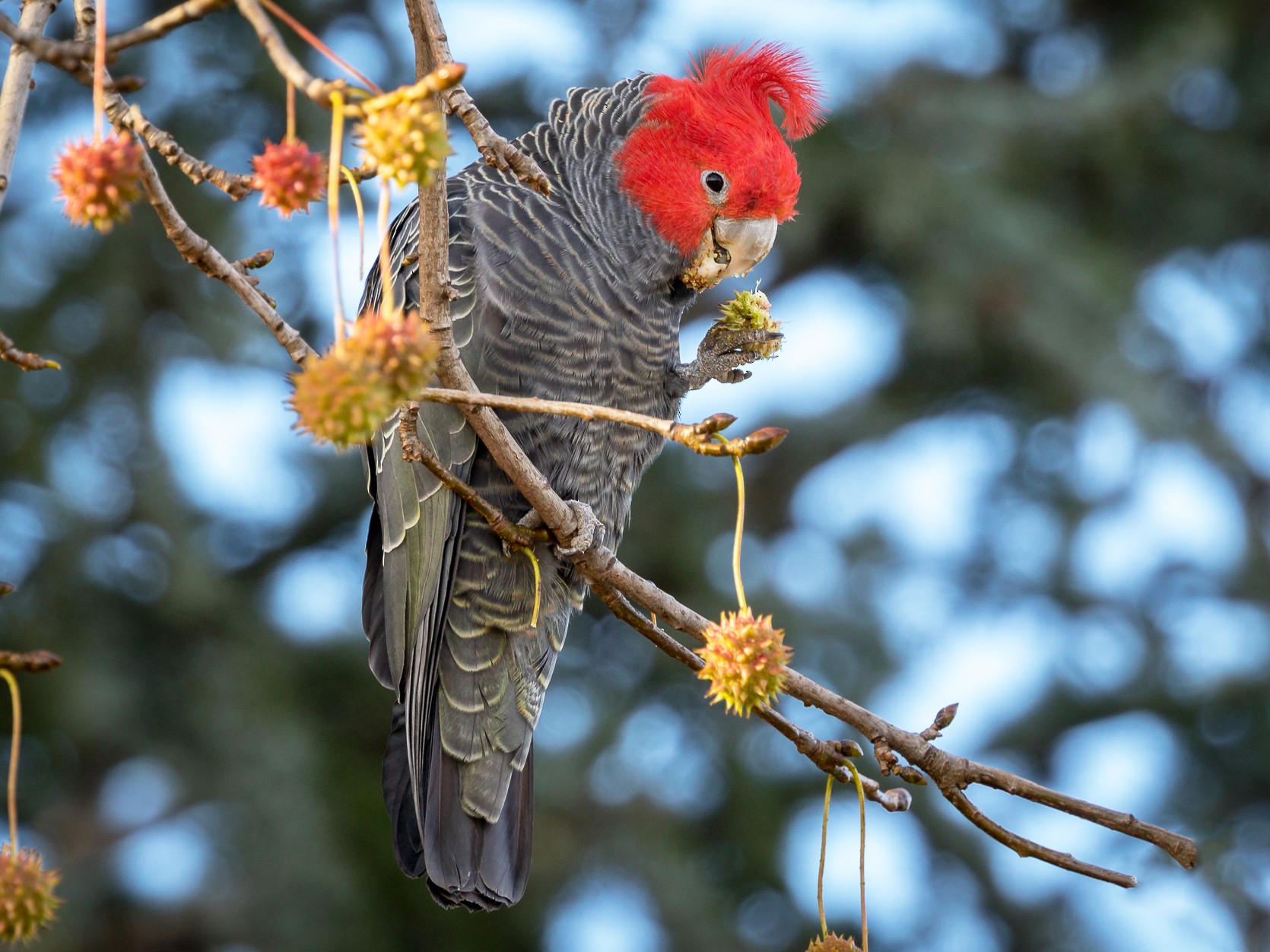 Gang-gang Cockatoo - Backyard Buddies