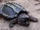 Alligator Snapping Turtle