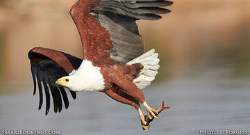 African Fish Eagle, NatureRules1 Wiki