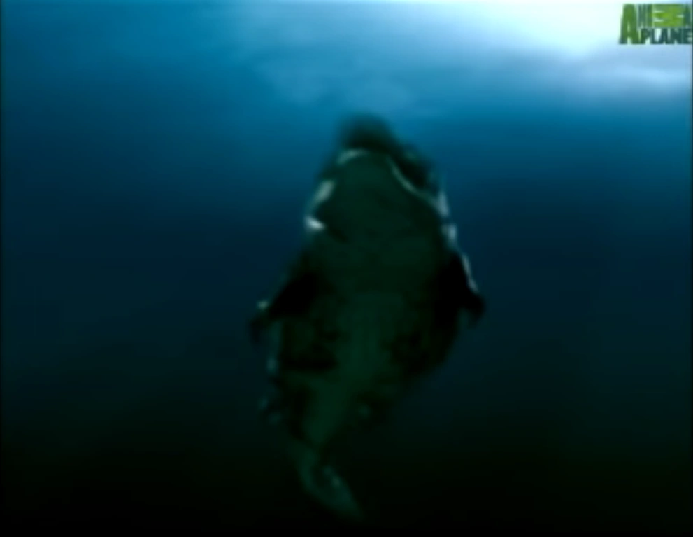 Saltwater Crocodile Vs Great White Shark Animal Face Off