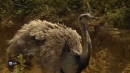 Animal Strategies (2004)